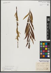 Foto von Salix triandra L. x Salix viminalis L.